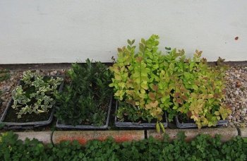 ,, Zeleň pre pokoj duše“ - vyhodnotiaca správa