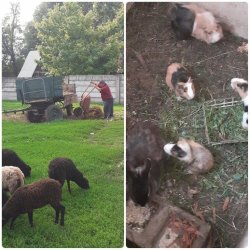 Naši prijímatelia sa podieľajú na skrášľovaní  svojho domova