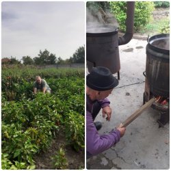 Bohatá úroda – odmena za usilovnú prácu