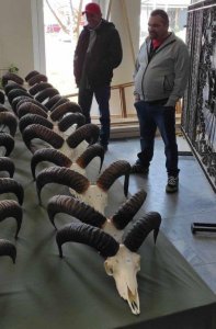 Návšteva chovateľskej prehliadky poľovníckych trofejí