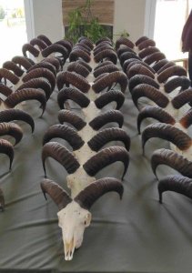 Návšteva chovateľskej prehliadky poľovníckych trofejí